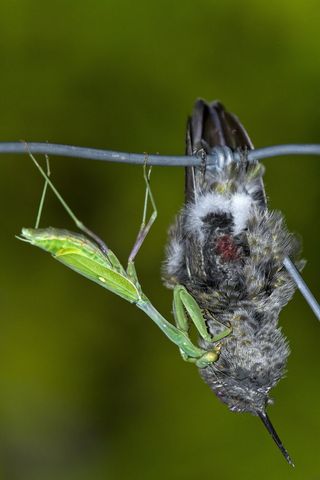 Bird-eating mantis