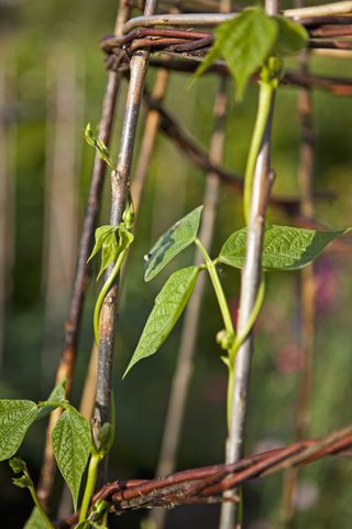 Climbing French beans on a willow trellis