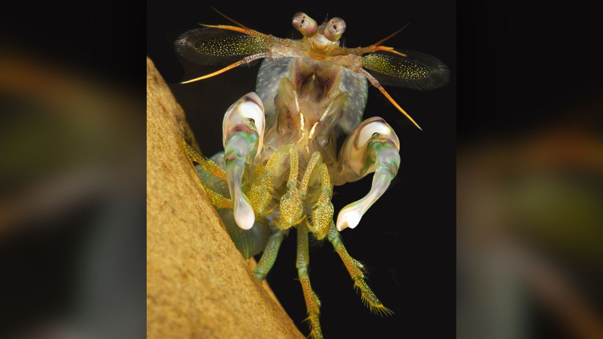 The &quot;meral spread&quot; is a display that mantis shrimp commonly use during contests.