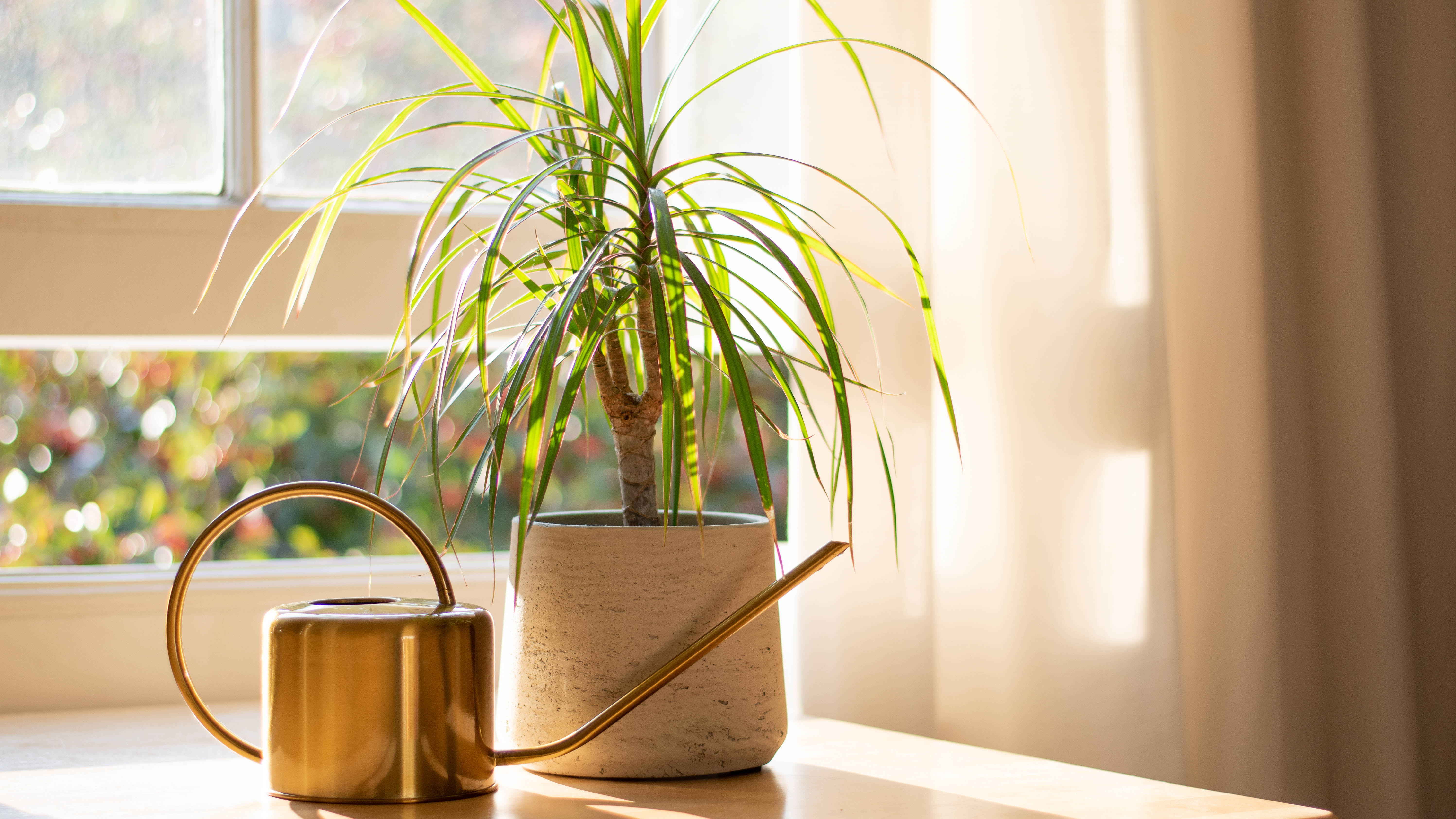 A Corn Plant sitting near a window with a watering can next to it