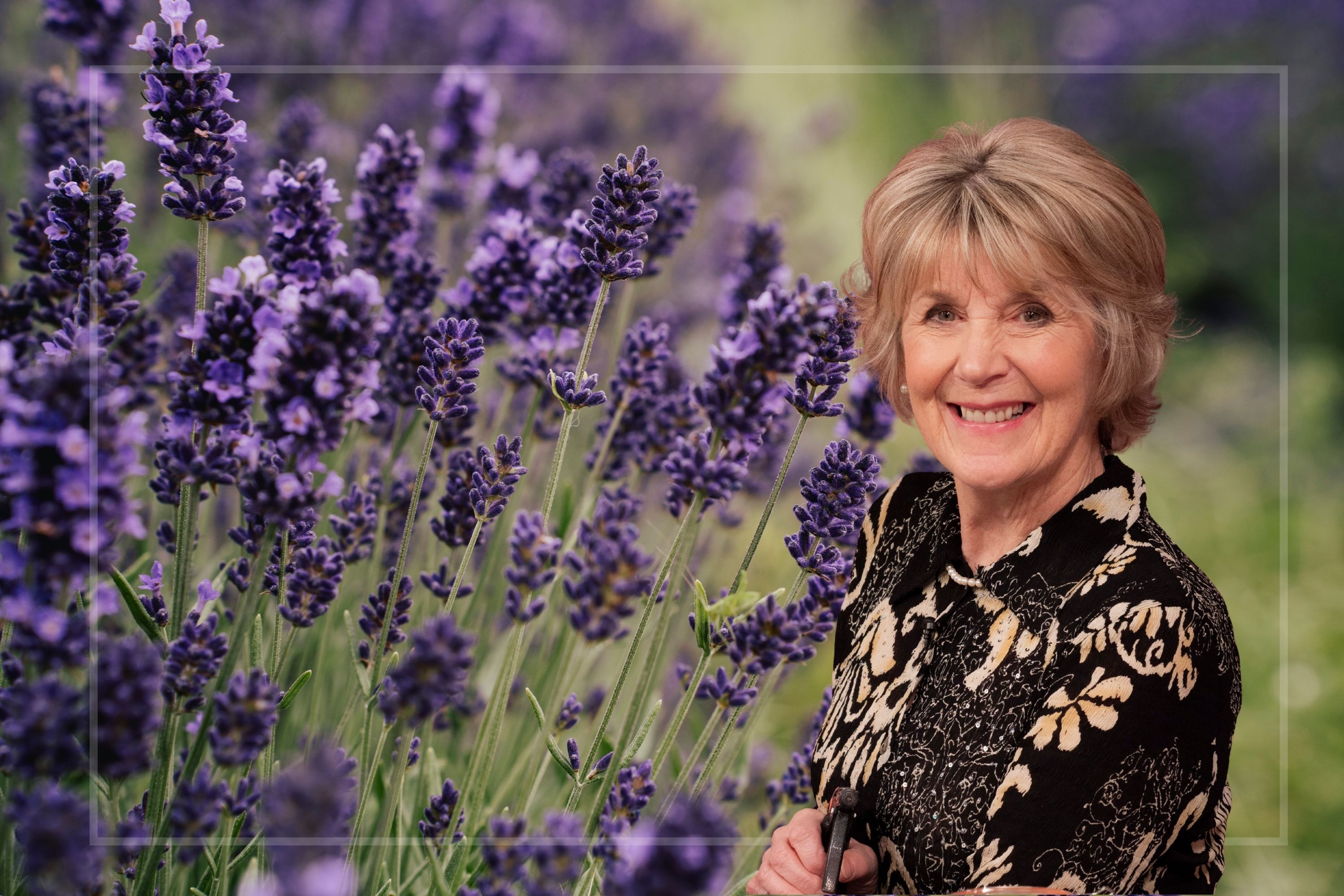A comp image of lavender flowers with Nancy Birtwhistle on the right 