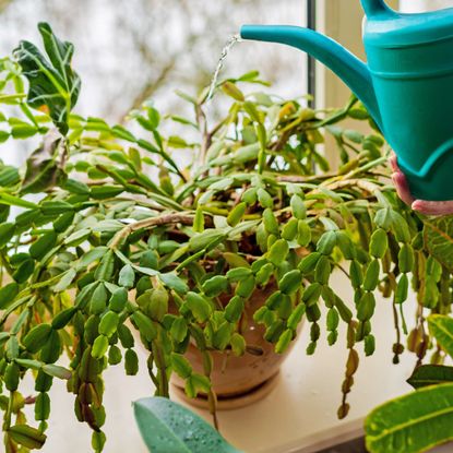 Watering Christmas cactus with teal watering can on sunny windowsill