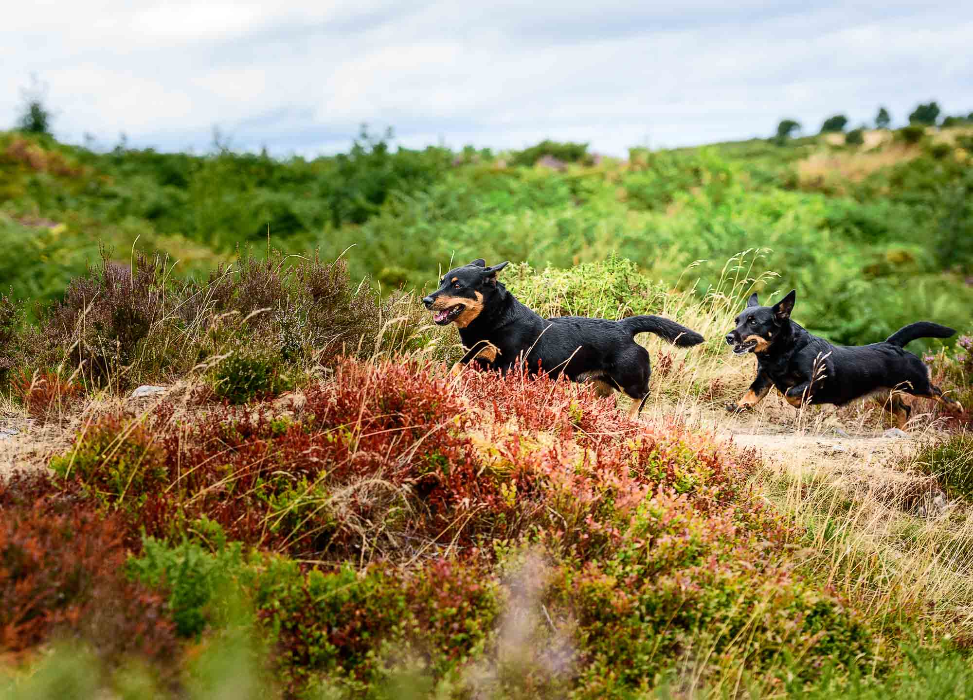 Two black and tan Lancashire Heelers running through colourful heathland with red, green, and golden vegetation, their ears pricked and mouths open as they playfully chase each other.