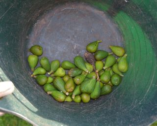 Bucket of unripe figs removed in autumn