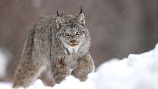 Closeup of a wild Canada Lynx