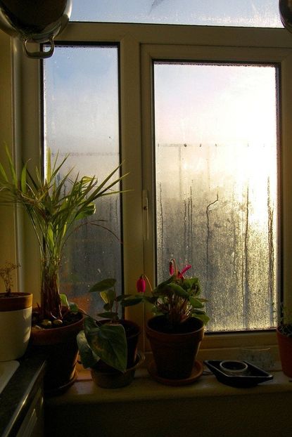 Indoor Potted Plants