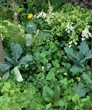 layered vegetable garden