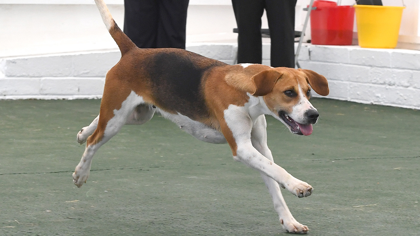 Gt. Yorks Show Beagles/Harriers 13.07.21 Bitch Harriers Championship Champ. Waveney -- ALDEBURGH