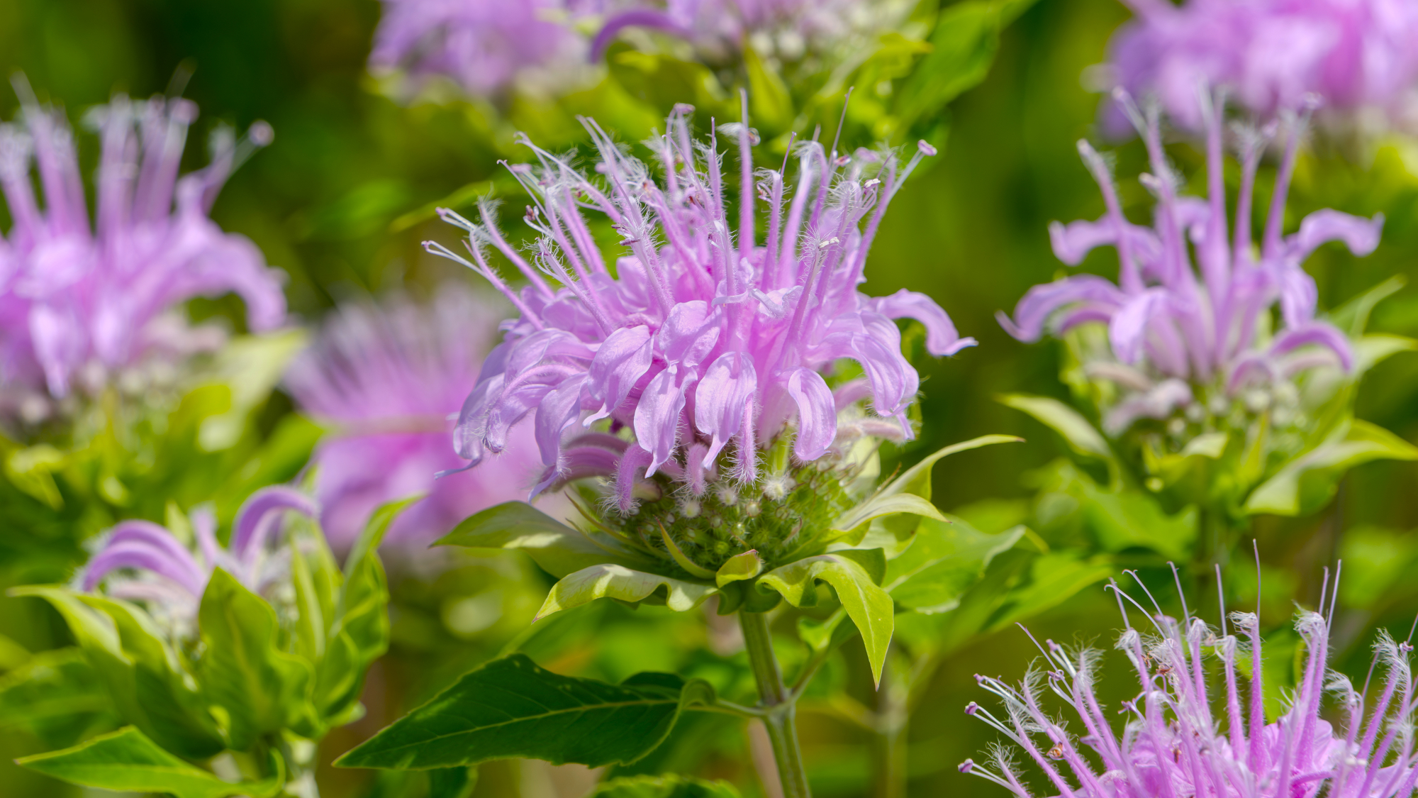 wild bergamot blooms 