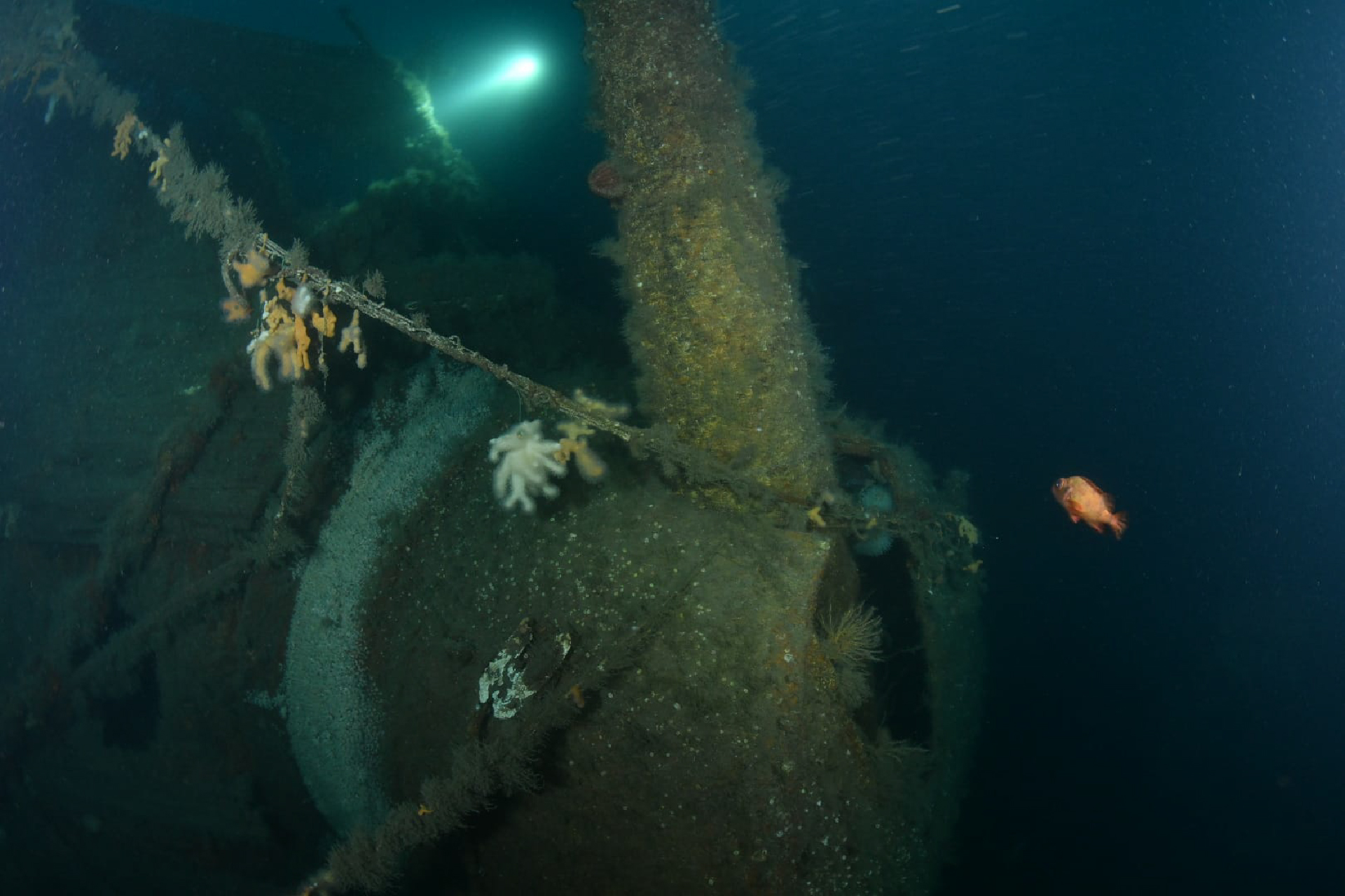 An underwater close-up of the shipwreck