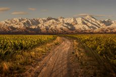 Trapiche vineyard