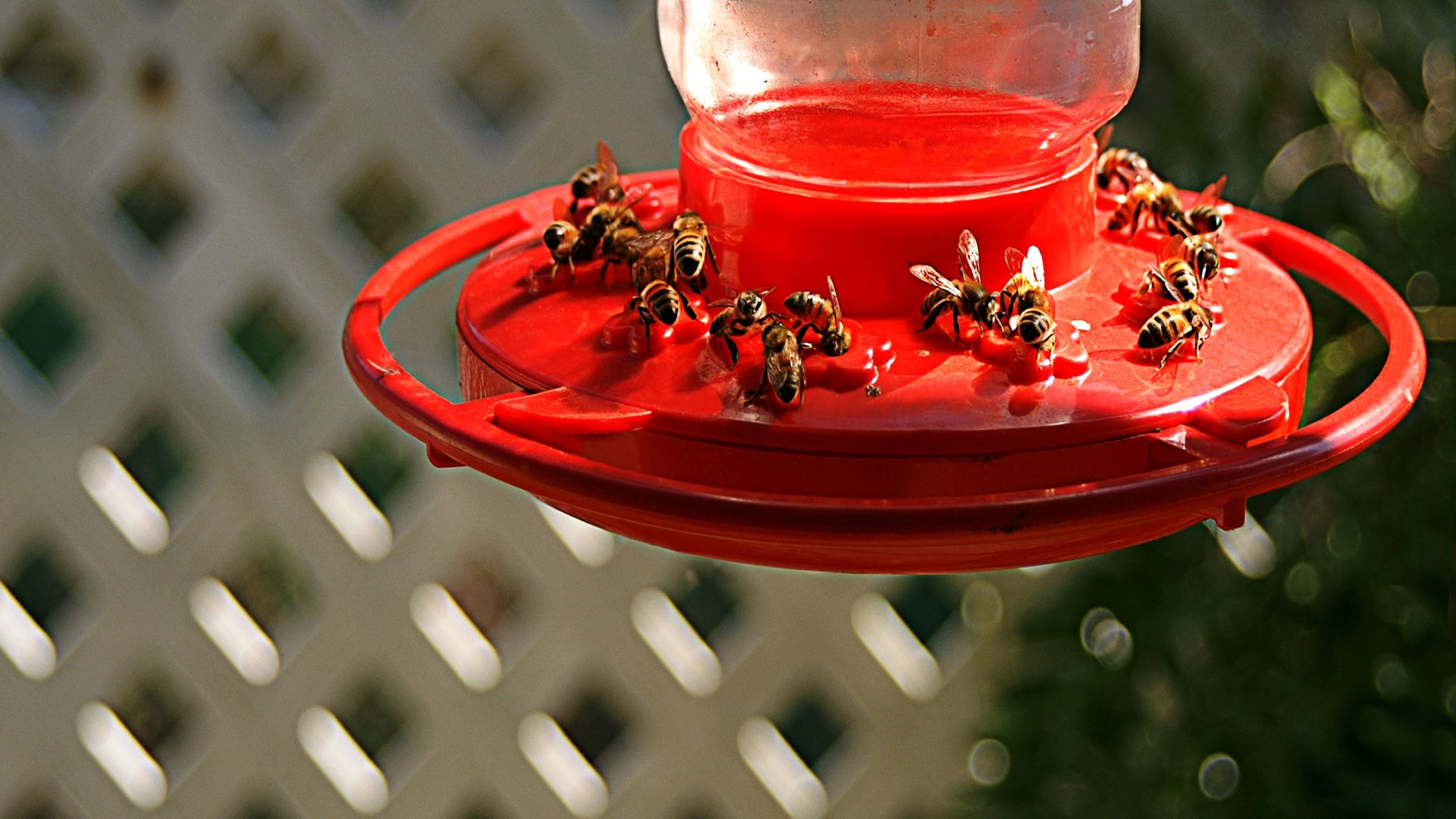 How to keep bees away from hummingbird feeders Real Homes