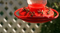 A red hummingbird feeder with bees on it