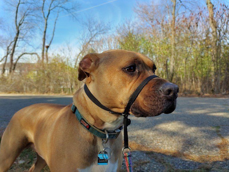 Nokia 8.3 5G camera sample