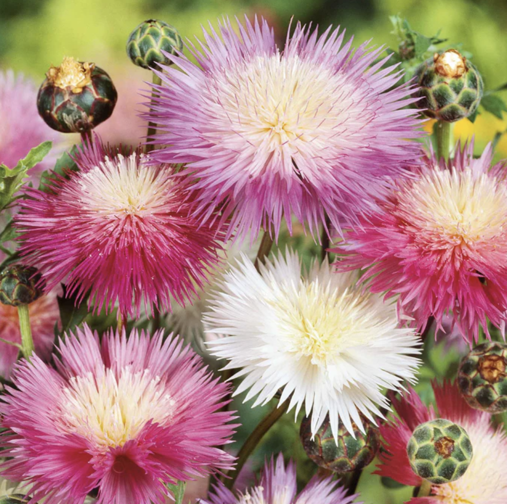 Cornflower Imperialis Mix from Eden Brothers