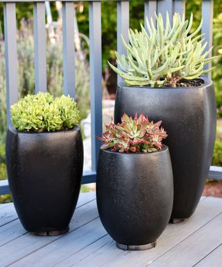 succulents in contemporary ceramic pots