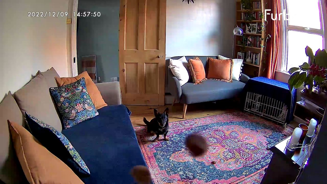 Furbo 360 dog camera tossing a treat