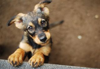 puppy, dog, puppy dog eyes