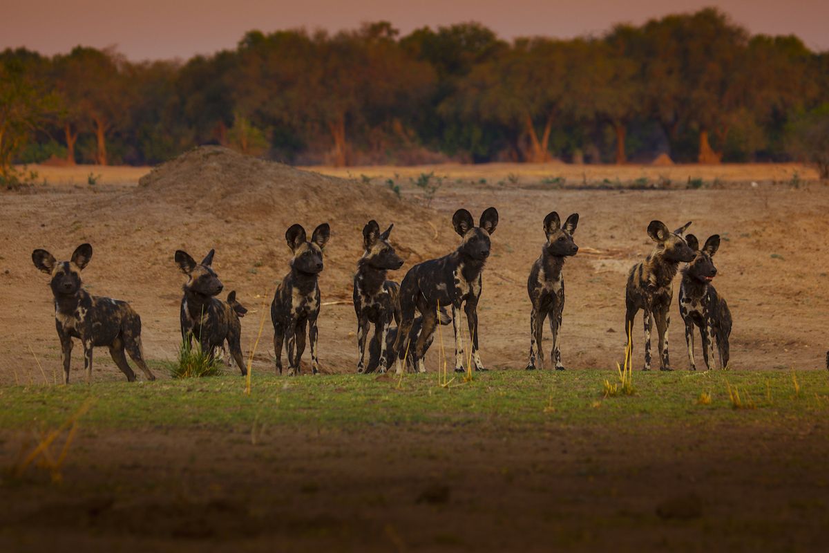 In Photos The Colorful Painted Wolves of Zimbabwe Live Science