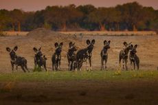 painted wolves