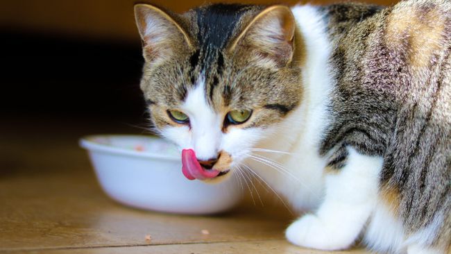 Cat won't eat dry food? Here’s what a vet said could be behind it ...