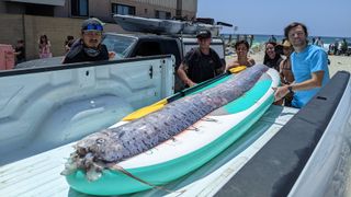 A long fish on a paddle board in the back of a pickup truck