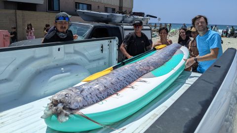 Rare 'doomsday Fish' Said To Bring Earthquakes Spotted In California ...