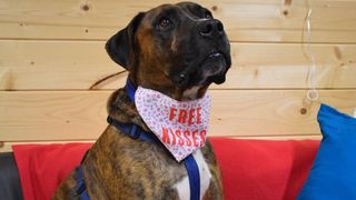 Luke the rescue dog stood up at his adoption party