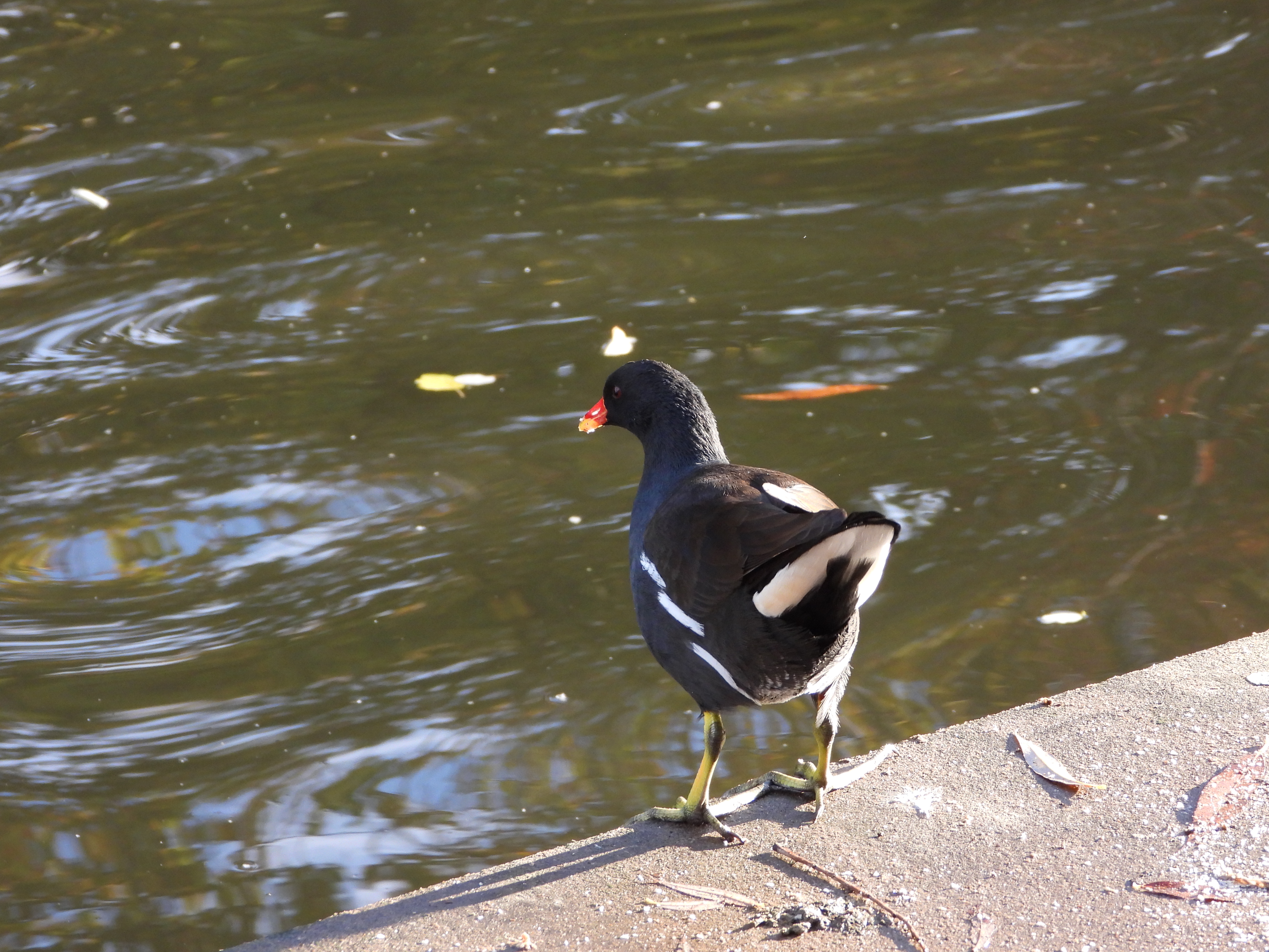 A photo taken on a Nikon Coolpix P1100 digital camera