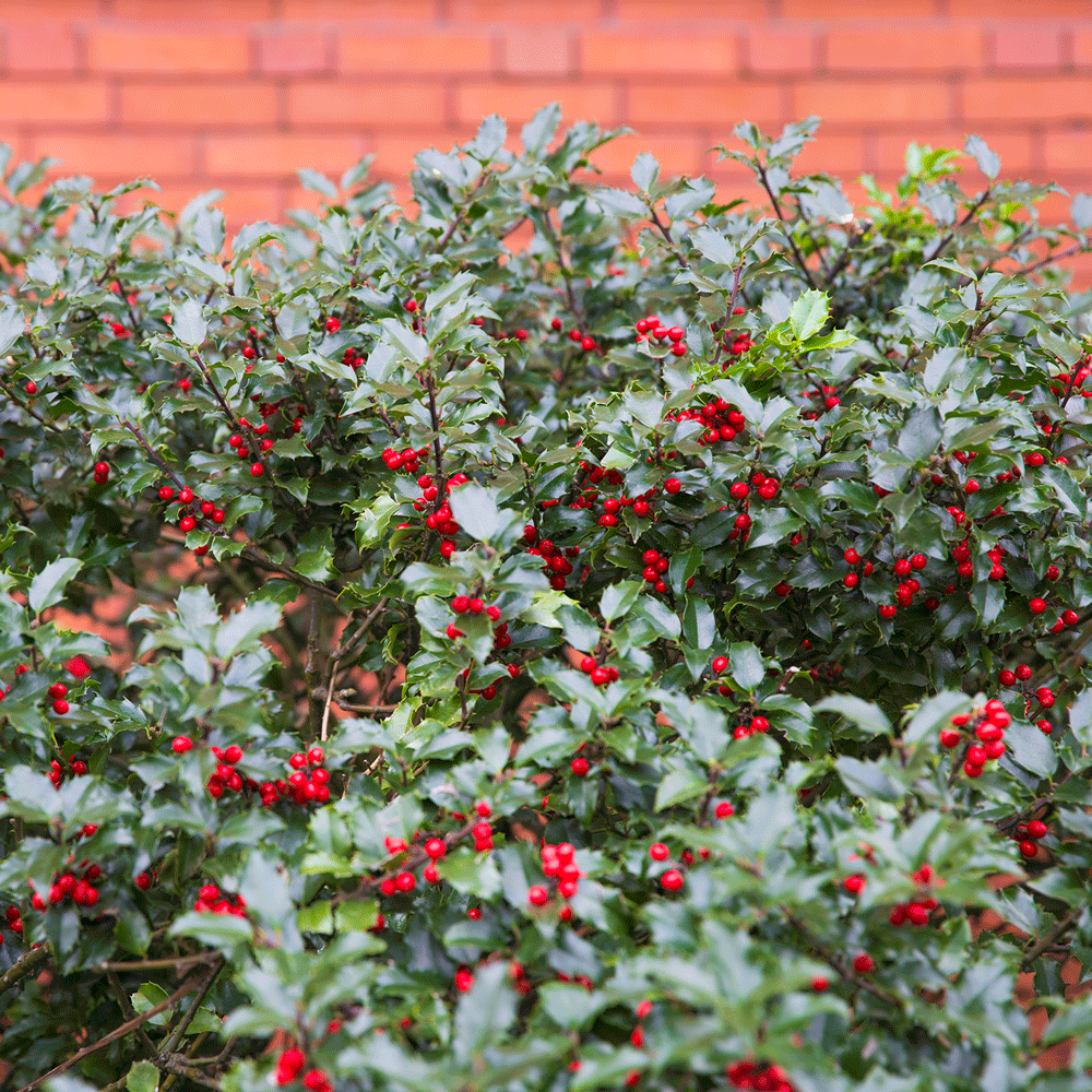 garden with cherry plant