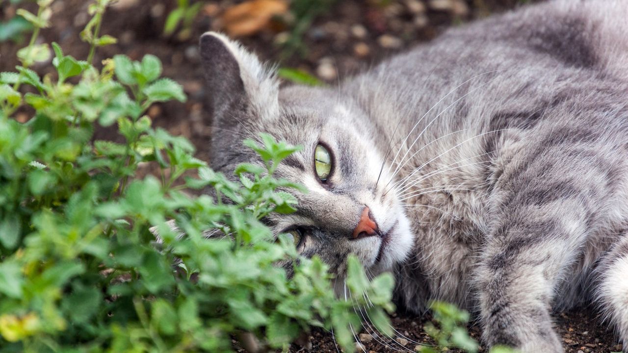 Grey domestic cat laying in catnip bed