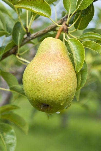 Close Up Of A Pear With Water Droplets