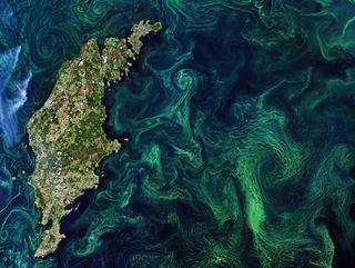 Green algae blooms swirl across the Baltic Sea in this image from the European Space Agency's Copernicus Sentinel-2 satellite. The green color comes from chlorophyll in the phytoplankton, or microscopic plants that drift at the surface of the water. The chlorophyll makes these algae blooms visible from space, allowing satellites to track the tiny organisms.