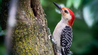 Red-cockaded Woodpecker perched on a tree