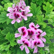 citronella plant with purple and pink flowers