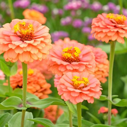 peach zinnia Oklahoma Salmon flowers