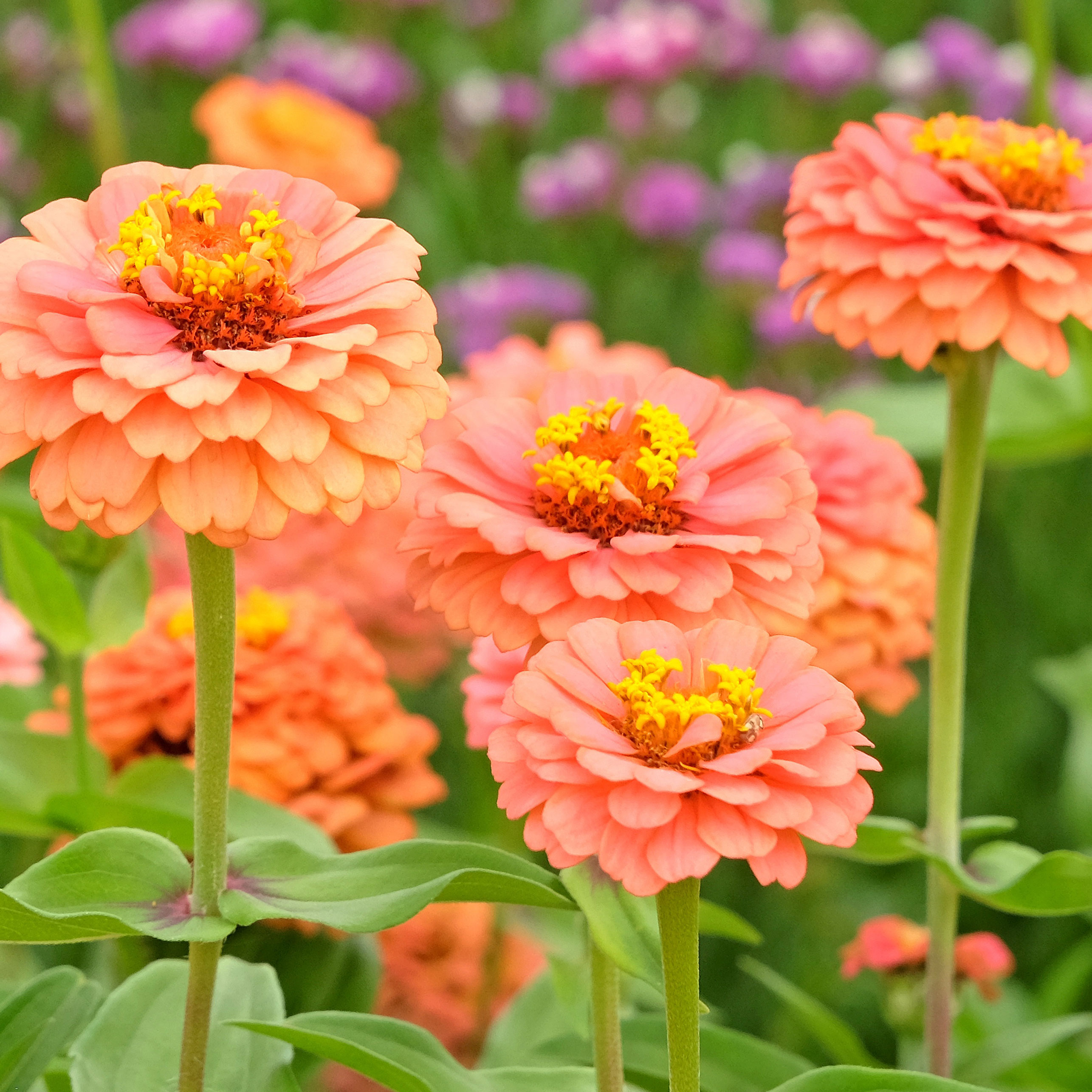 peach zinnia Oklahoma Salmon flowers