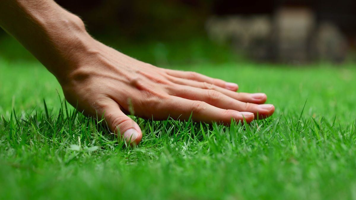 How to make grass greener in 8 easy steps | Tom's Guide