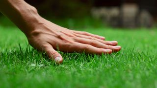 A hand touching the grass in the yard