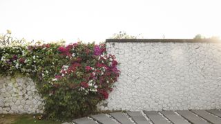 painted white garden wall