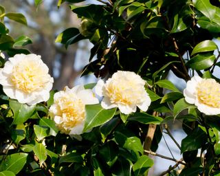 Camellia 'Brushfield's Yellow'