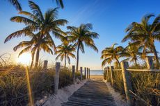 Palms on a sand beach in the Florida Keys