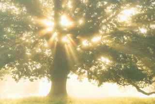 Tight shot of deciduous tree with sunlight streaming through leaves