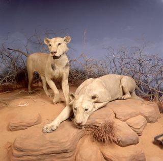The man-eating Tsavo lions are currently on display at The Field Museum in Chicago.
