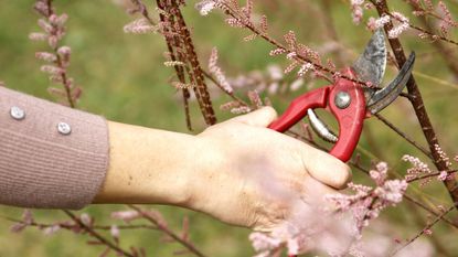 A hand pruning a shrub with shears