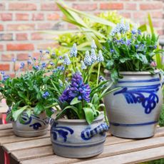 Potted hyacinths blooming in balcony garden