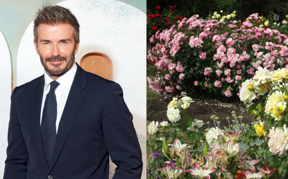 A split screen with David Beckham (left) and a garden with flowers including roses and lilies (right)