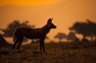 painted wolves