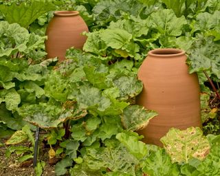 Two terracotta pots for rhubarb forcing