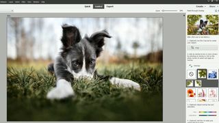 Interface showing image of dog